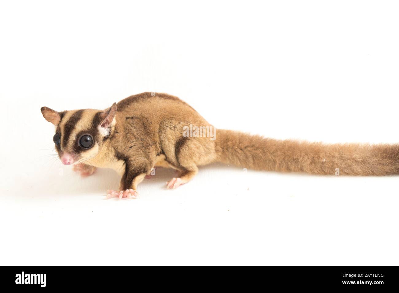 Glider de sucre - Petaurus breviceps isolés sur fond blanc Banque D'Images
