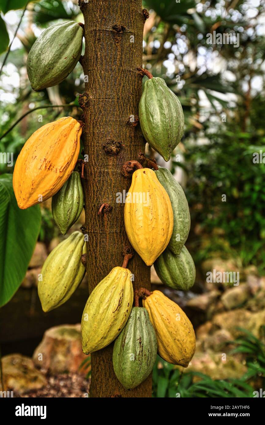 Arbre de la plante de cacao 'Theobroma Cacao' avec d'énormes fèves de cacao utilisées pour la production de chocolat Banque D'Images