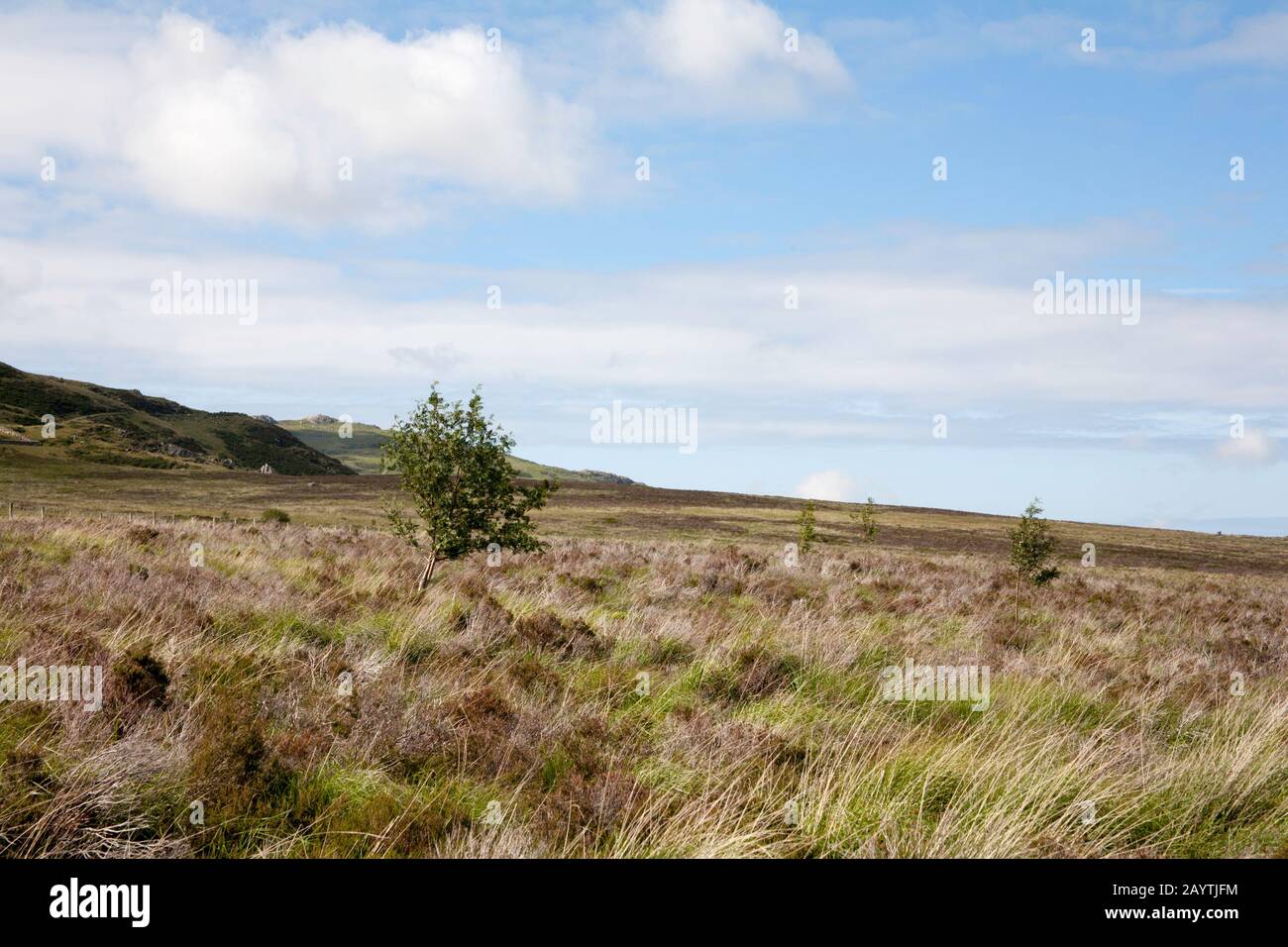 Rowan Tree par sentier dans la vallée de l'Afon Porth-Llewyd Conwy Valley Snowdonia North Wales Banque D'Images