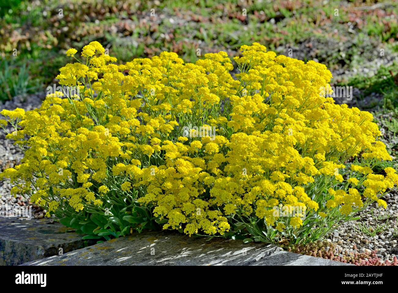 Mountain madwort (Alyssum montanum), variété Berggold, fleurs jaunes, Rhénanie-du-Nord-Westphalie, Allemagne Banque D'Images