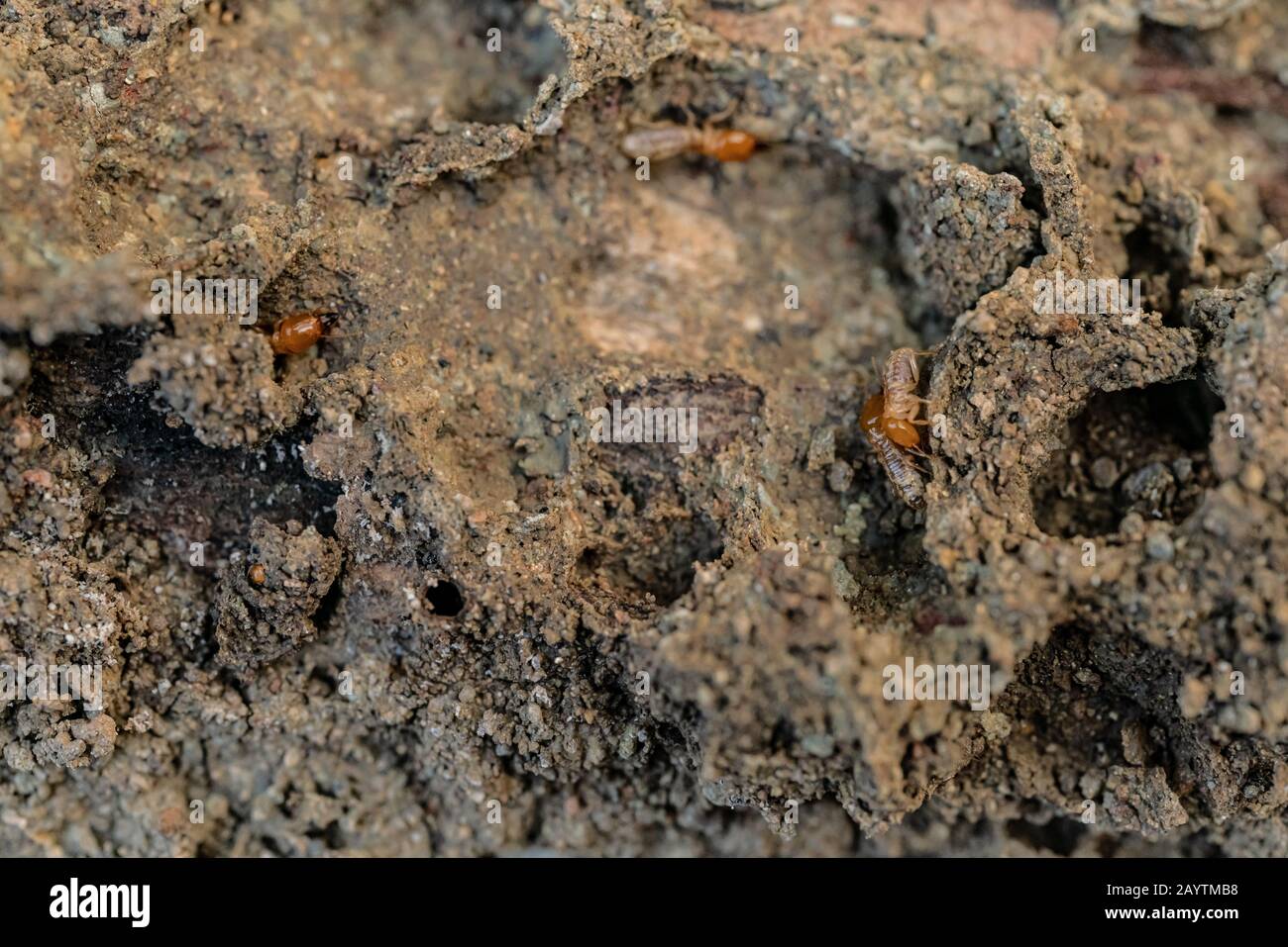 Termites en bois sec sur l'ancienne rotting en bois Banque D'Images