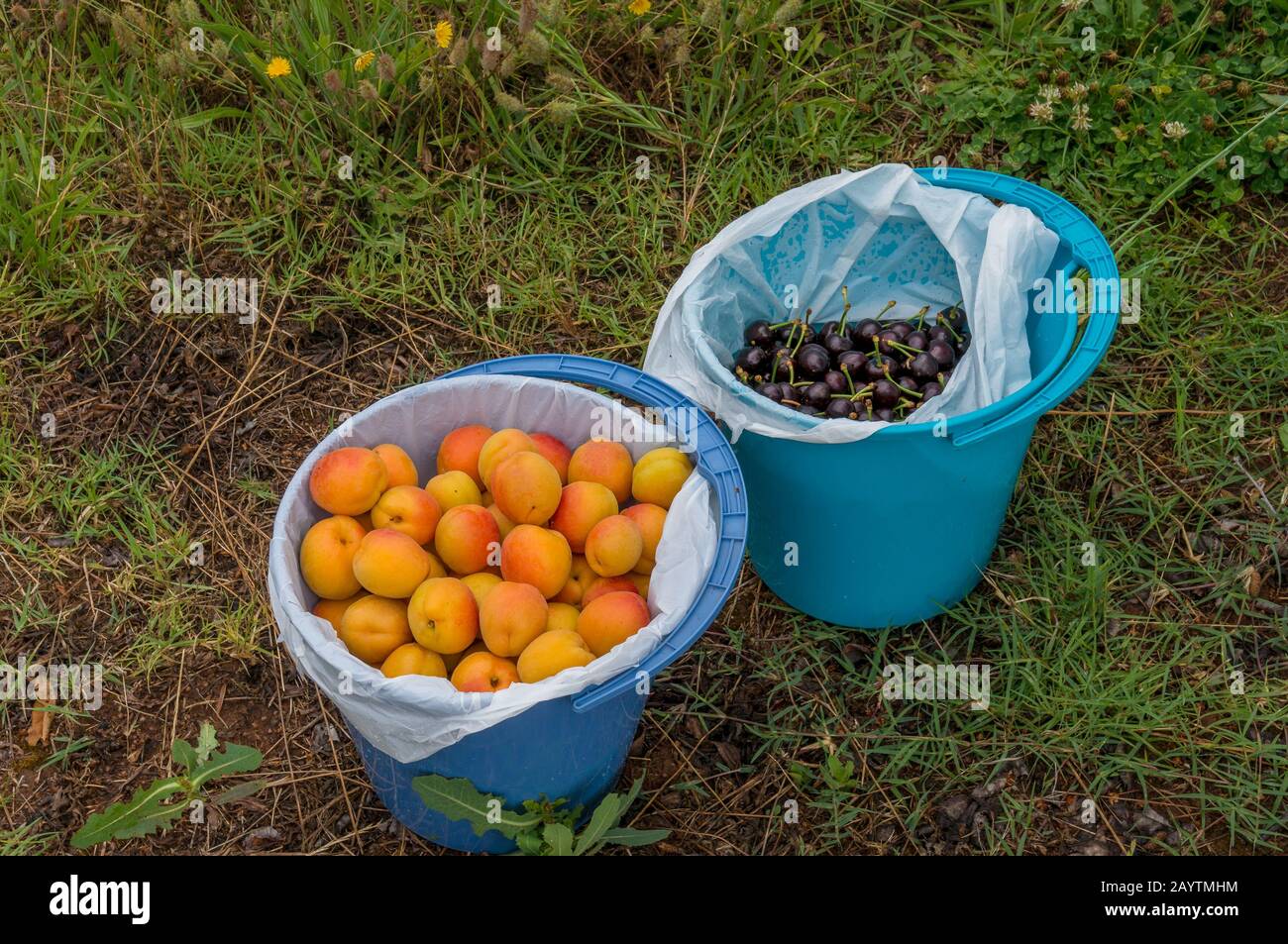 Deux seaux avec fruits frais sur l'herbe verte. Abricots frais mûrs et cerises cueillies dans le verger Banque D'Images