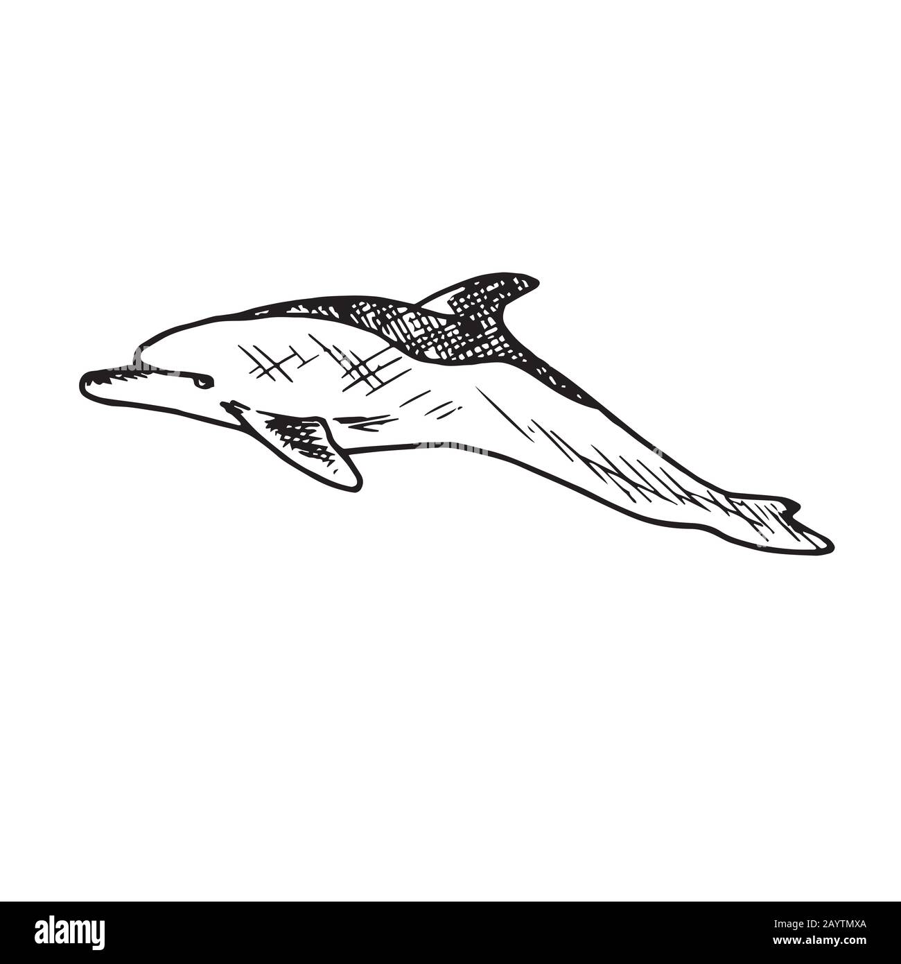 Grand dauphin commun, gribouille dessinée à la main, esquisse, illustration du contour Banque D'Images
