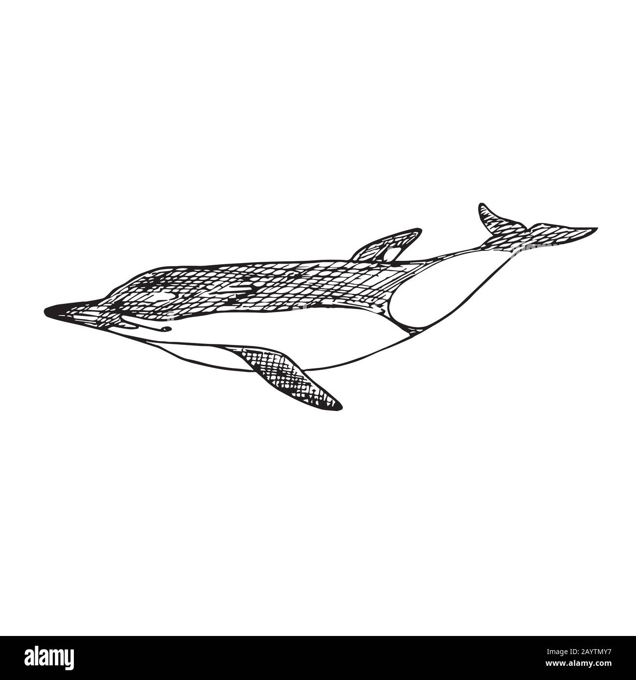 Dauphin commun à bec court, gribouille dessinée à la main, esquisse, illustration du contour Banque D'Images