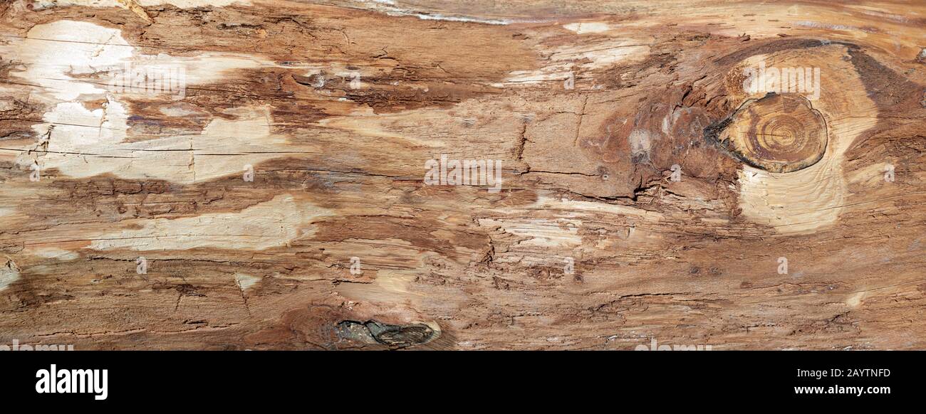 Texture de bois rugueux d'un tronc d'arbre sans écorce dans la fermeture Banque D'Images