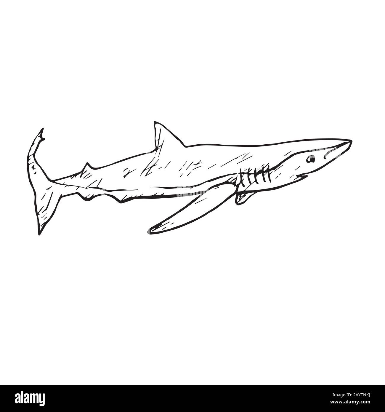Le requin tigre de sable (Carcharias taurus), gribouille dessinée à la main, esquisse, illustration du contour Banque D'Images