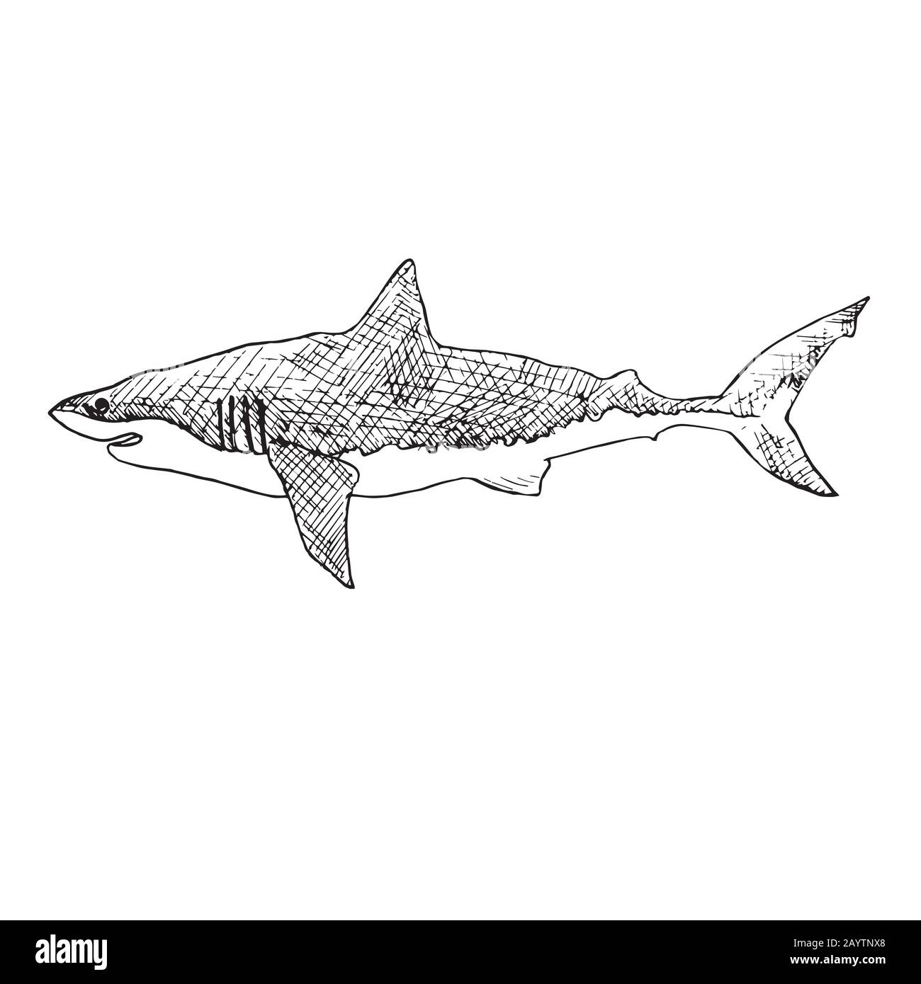 Requin blanc, gribouille dessinée à la main, esquisse, illustration du contour Banque D'Images