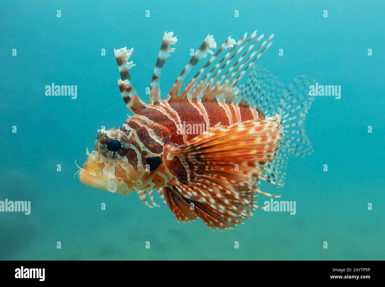 Vue rapprochée d'un jeune Lionfish rouge (Pterois volitans) Banque D'Images