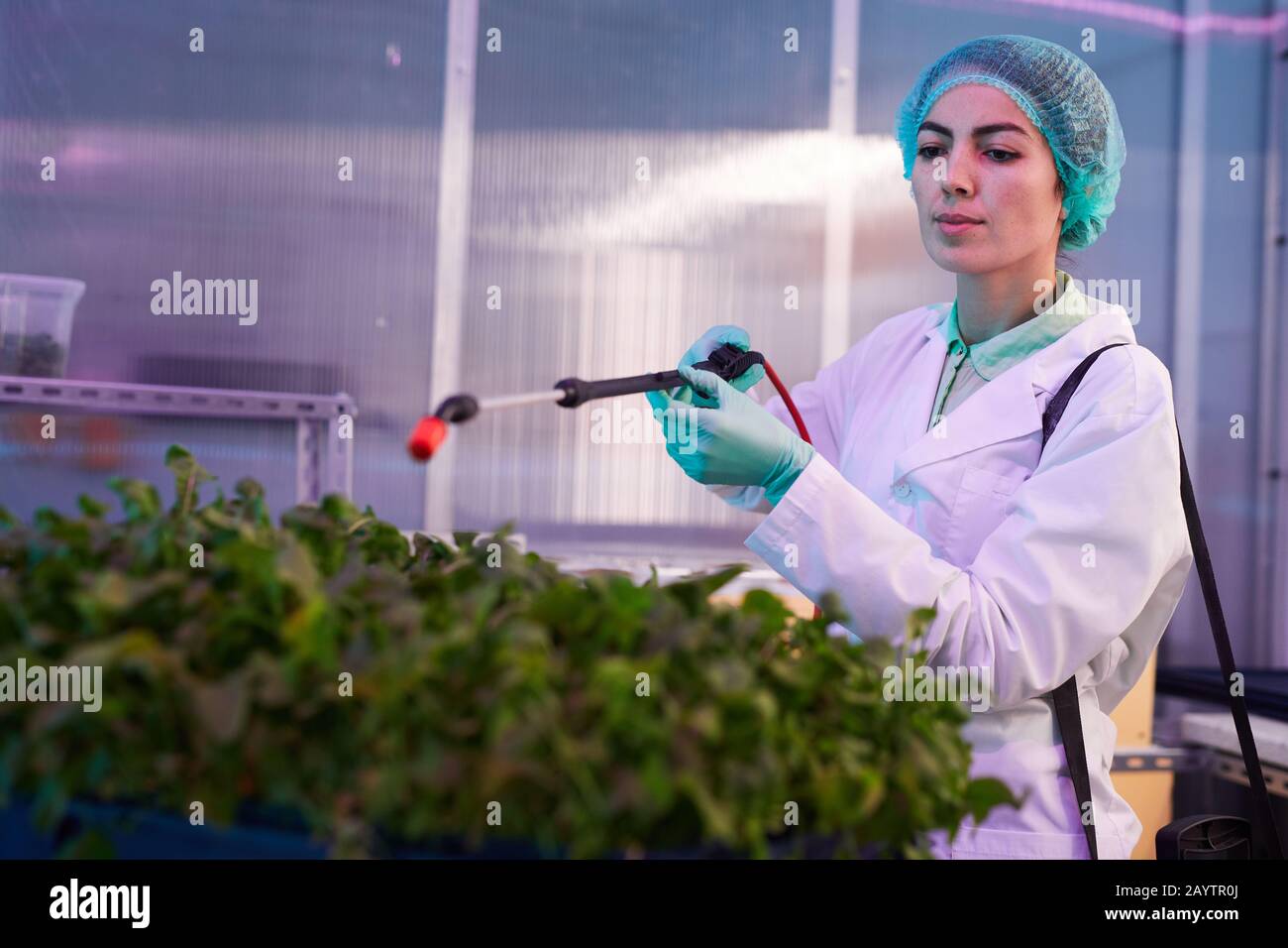 Portrait de la travailleuse en pulvérisation d'engrais sur des plantes vertes en laboratoire biologique ou en serre de pépinière, espace de copie Banque D'Images