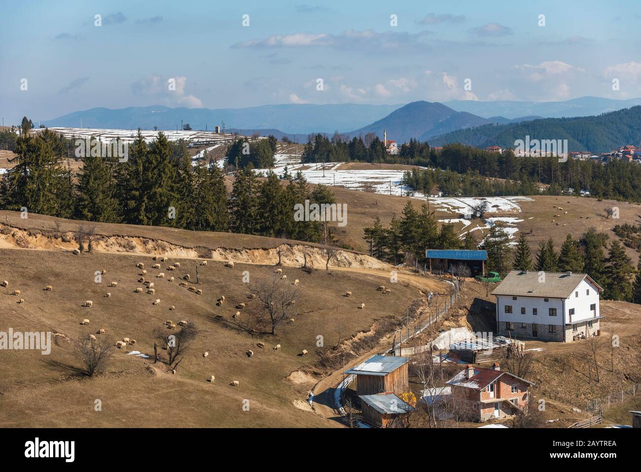 Haut dans les montagnes de Rhodope, la Bulgarie dans le petit village de moutons paissent sur le terrain. Les moutons fournissent de la laine, de la viande de lait pour les habitants de la région Banque D'Images