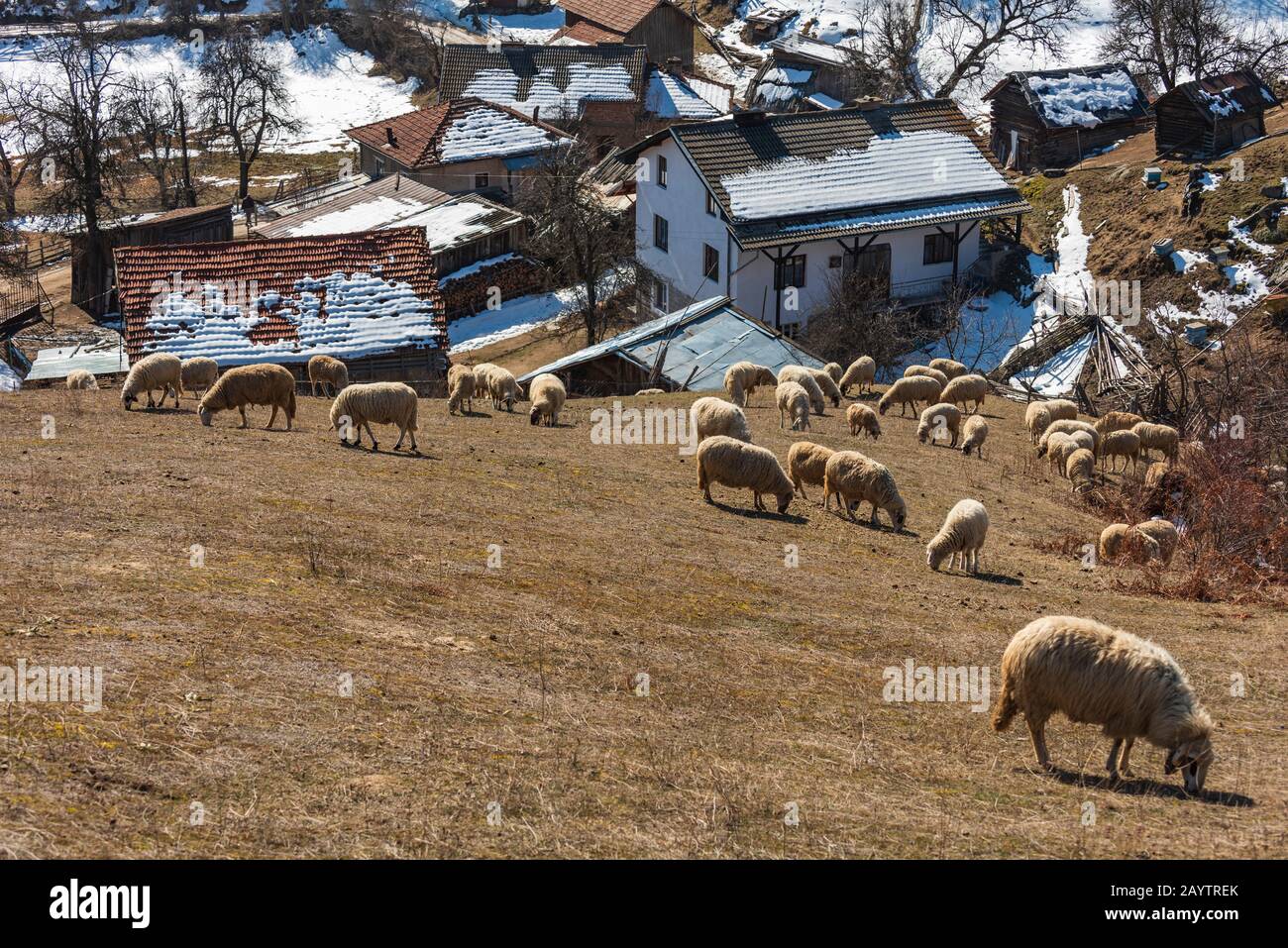 Haut dans les montagnes de Rhodope, la Bulgarie dans le petit village de moutons paissent sur le terrain. Les moutons fournissent de la laine, de la viande de lait pour les habitants de la région Banque D'Images