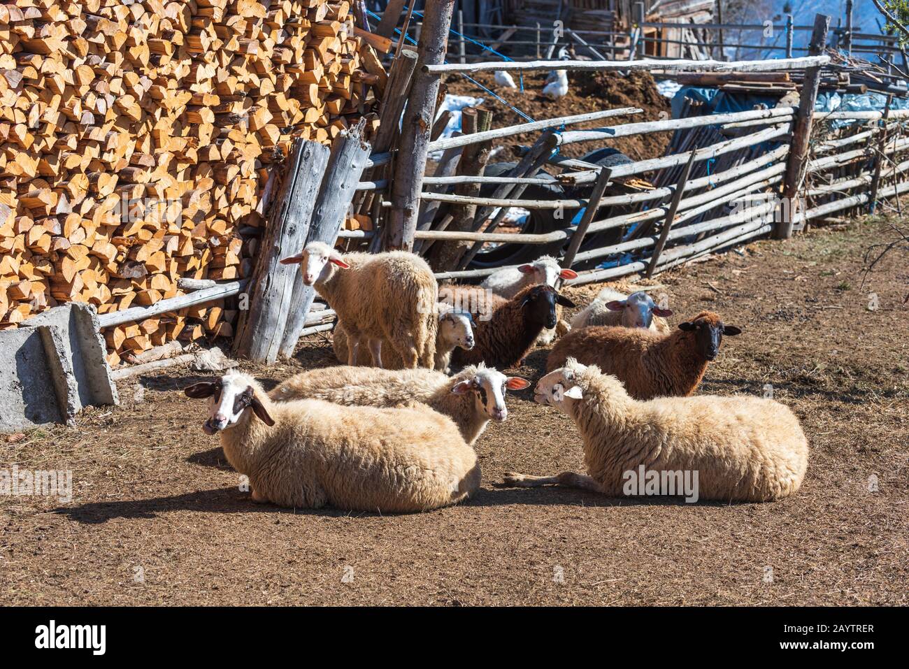 Gros plan de moutons mérinos et petits agneaux dans la ferme de haute montagne au village de Krastava, montagne de Rhodopes, Bilgaria en hiver. Banque D'Images