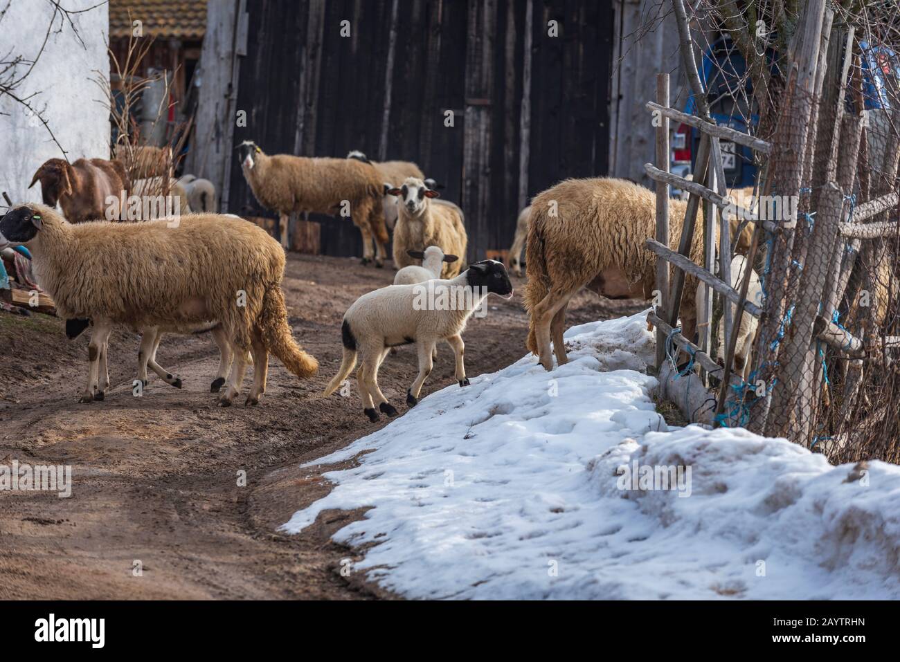 Gros plan de moutons mérinos et petits agneaux dans la ferme de haute montagne au village de Krastava, montagne de Rhodopes, Bilgaria en hiver. Banque D'Images