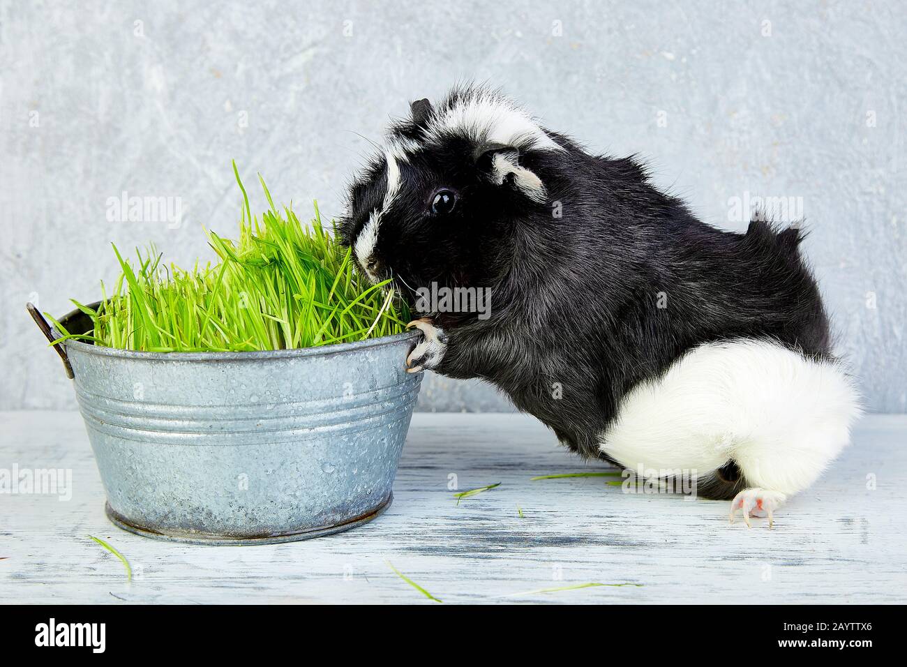 Blacck cochon près de vase avec de l'herbe fraîche. Foto Studio. Banque D'Images