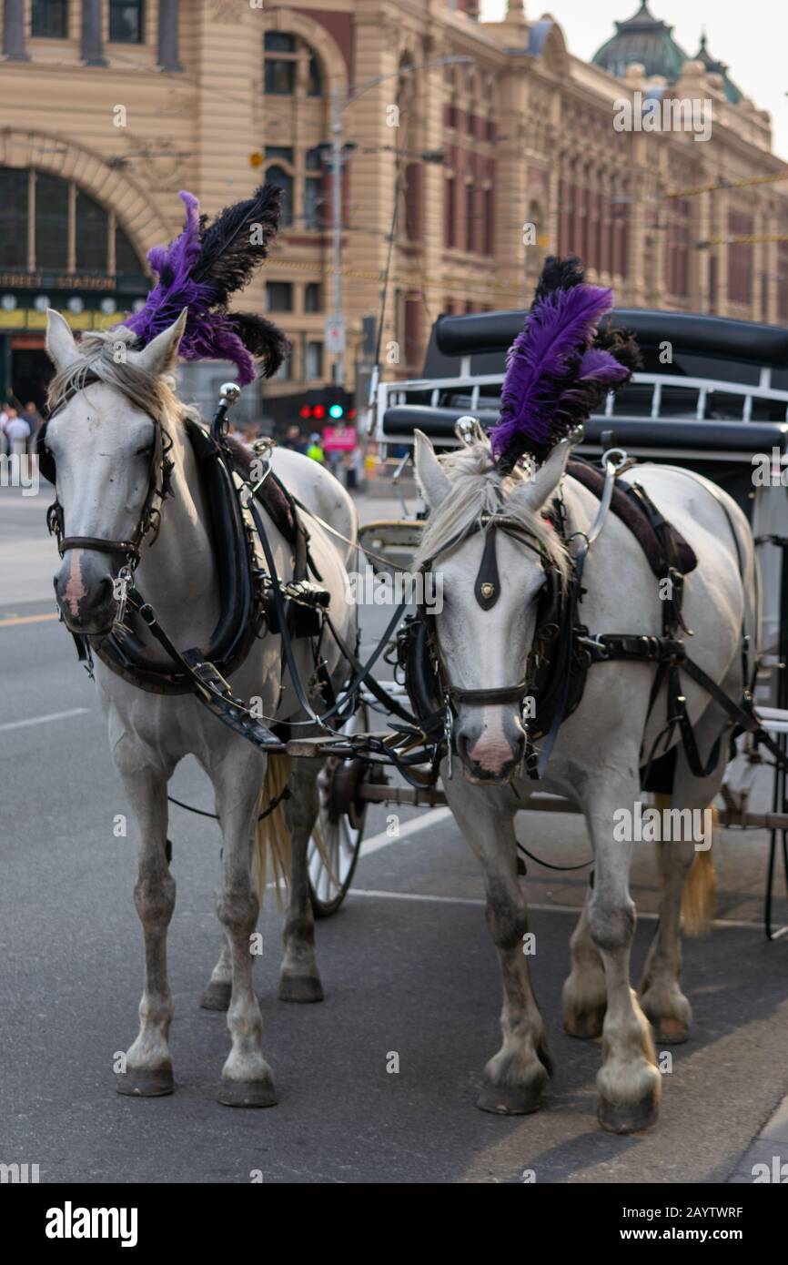 Melbourne, AUSTRALIE - 18 janvier 2020 : deux chevaux sur la route à l'extérieur de la gare de Flinders Street à Melbourne. Banque D'Images