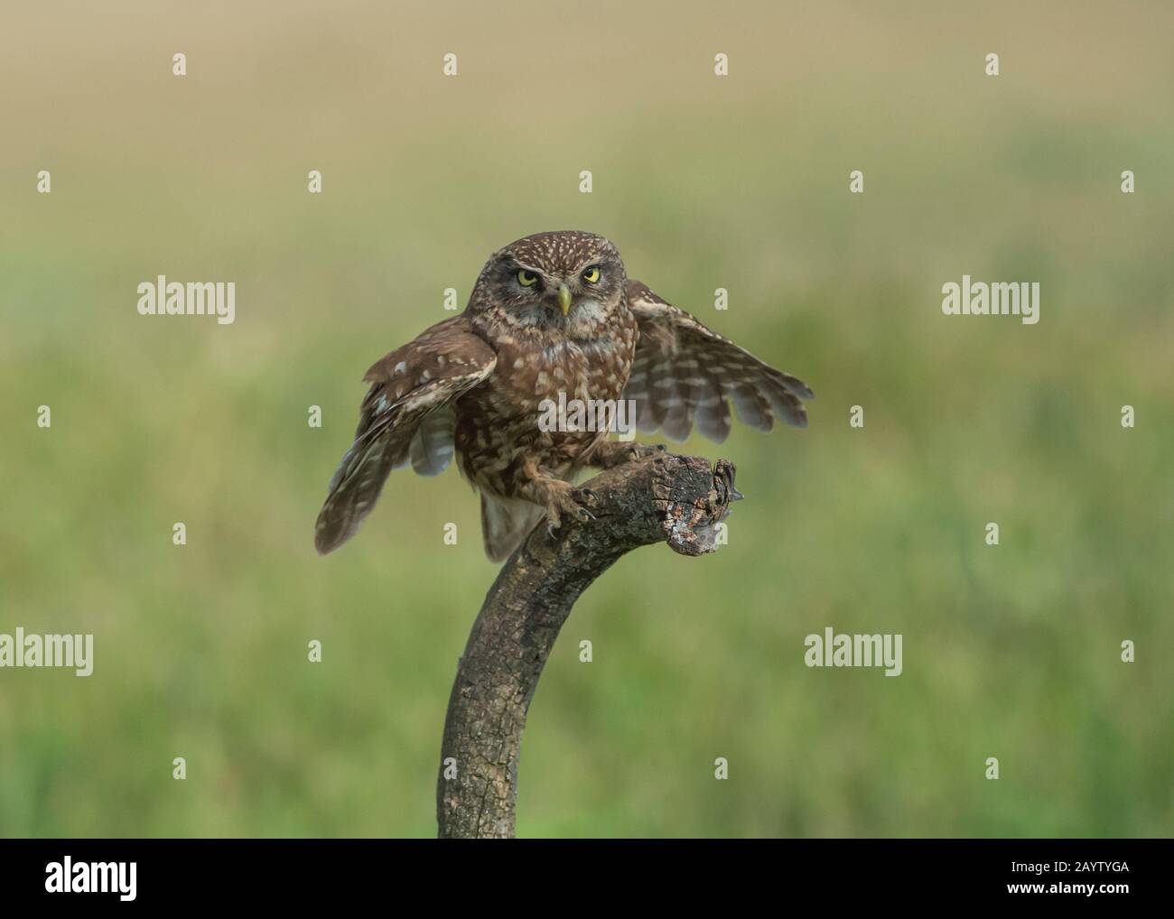 Owl Little (Athene noctua), assis sur une branche, Hortobágy National Park, Hongrie Banque D'Images