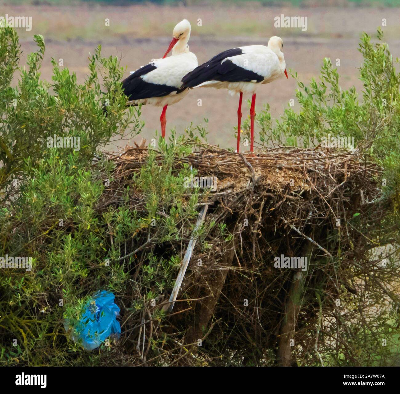 Ciconia ciconia, plastique nichant les Storks blancs, Espagne, Andalousie, Huelva, Dehesa de Abajo Banque D'Images