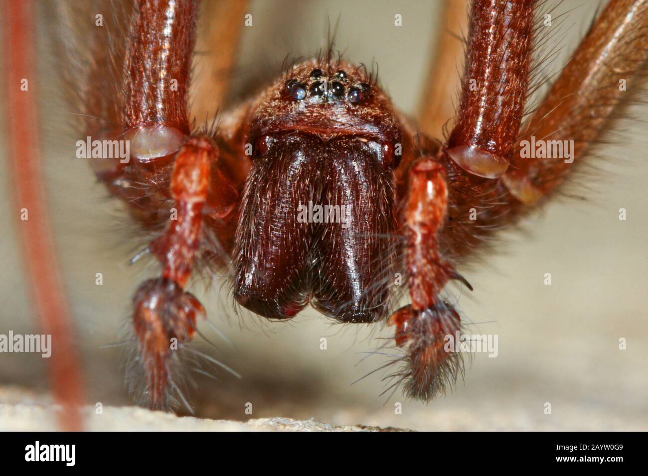 Araignée géante de maison européenne, araignée géante de maison, araignée de maison plus grande