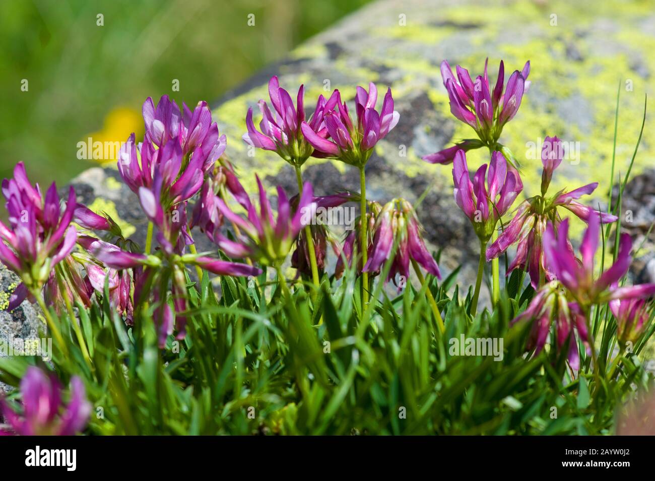 Trèfle alpin (Trifolium alpinum), floraison, Suisse, Furkapass Banque D'Images