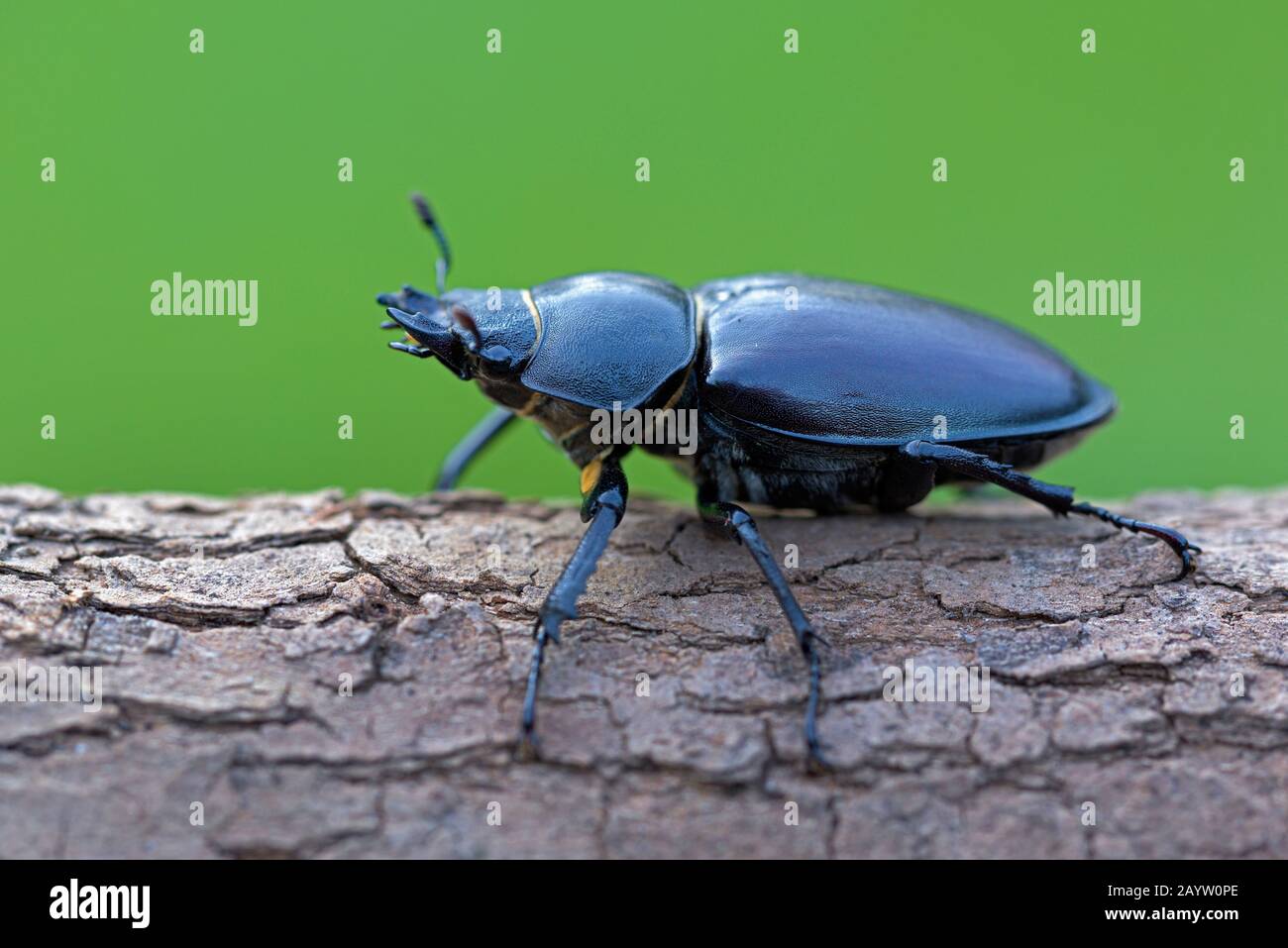 Coléoptère du cerf, coléoptère européen du cerf (Lucanus cervus), femme, Allemagne, Rhénanie-du-Nord-Westphalie Banque D'Images