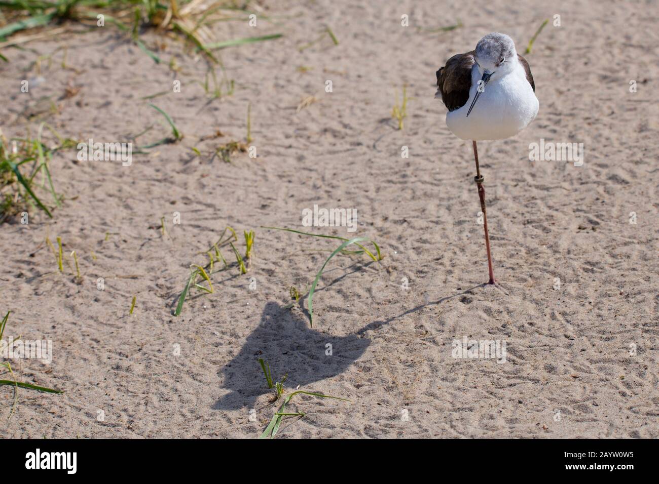 Stilt à ailes noires (Himantopus himantopus), debout sur une jambe dans le sable, vue de face, Allemagne Banque D'Images