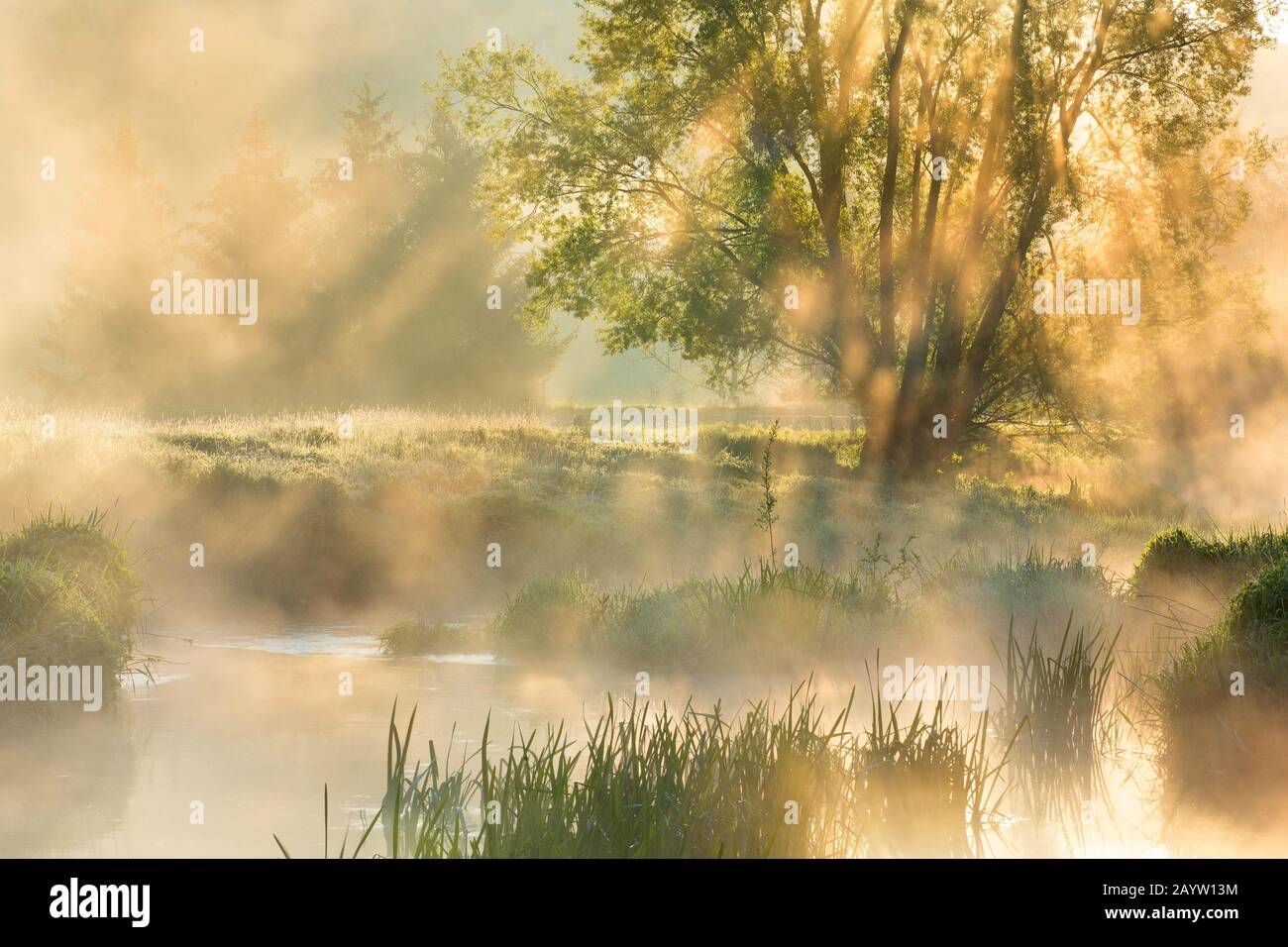 Rivière eau Blanche au lever du soleil, Belgique, Wallonie, Viroinvallei, Dourbes Banque D'Images