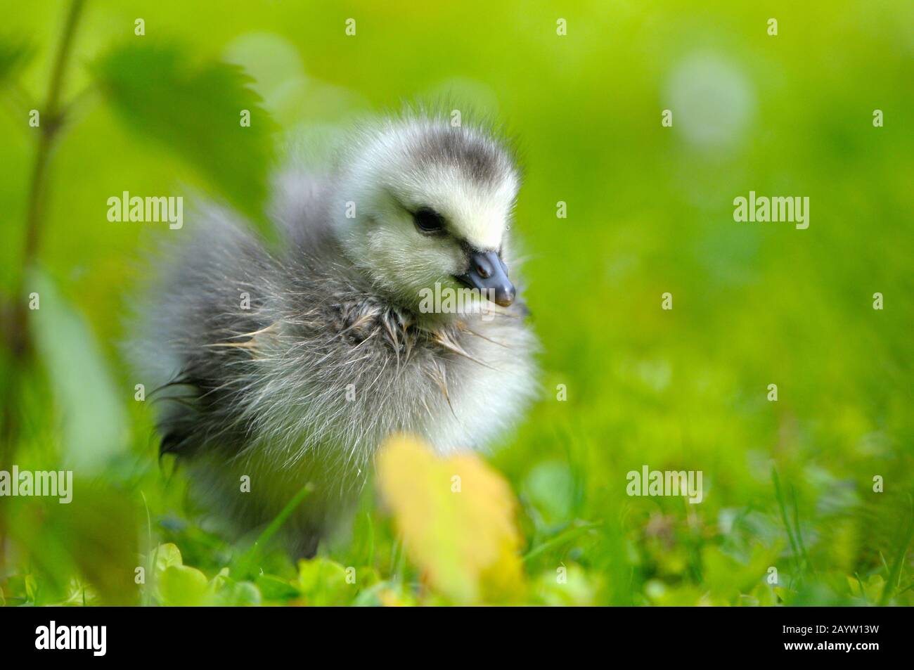 Bernache de Barnacle (Branta leucopsis), goslingue dans un pré, Allemagne, Rhénanie-du-Nord-Westphalie Banque D'Images