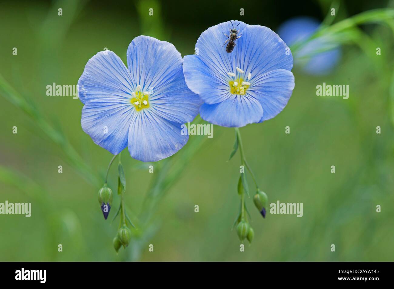 Lin vivace bleu, lin (Linum perenne), fleurs, Allemagne Banque D'Images