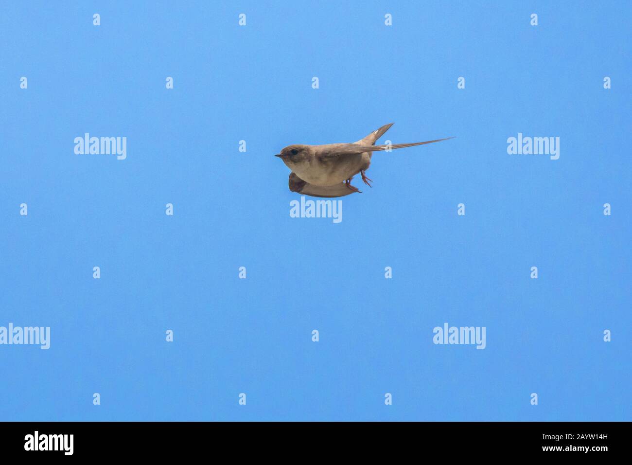 Crag martin (Ptyonoprogne rupestris, Hirundo rupestris), en vol, Autriche, Tyrol Banque D'Images