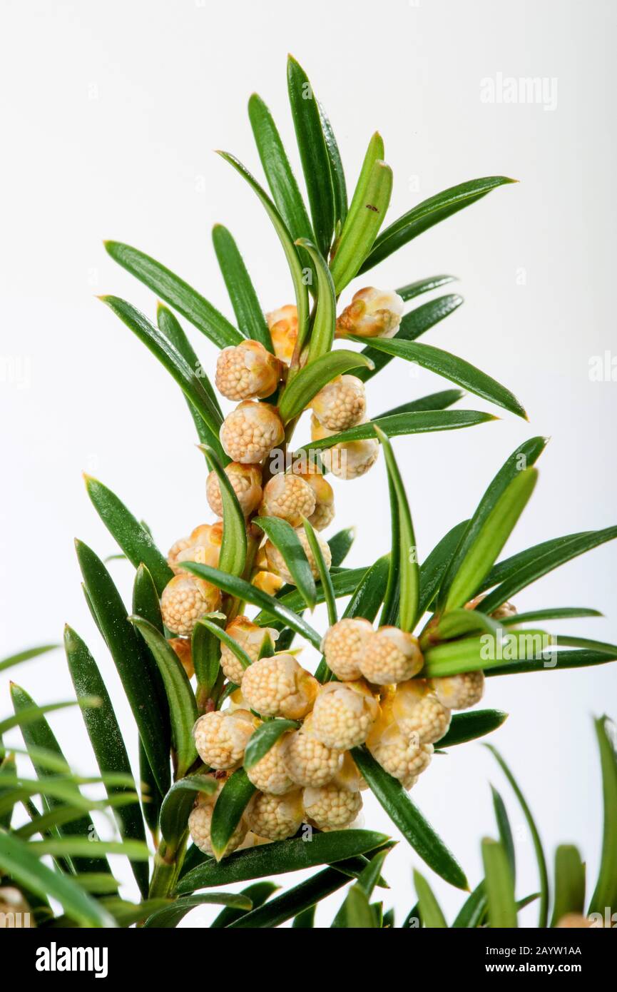 Yew commun, yew anglais, yew européen (Taxus baccata), brindille avec fleurs mâles, Allemagne Banque D'Images