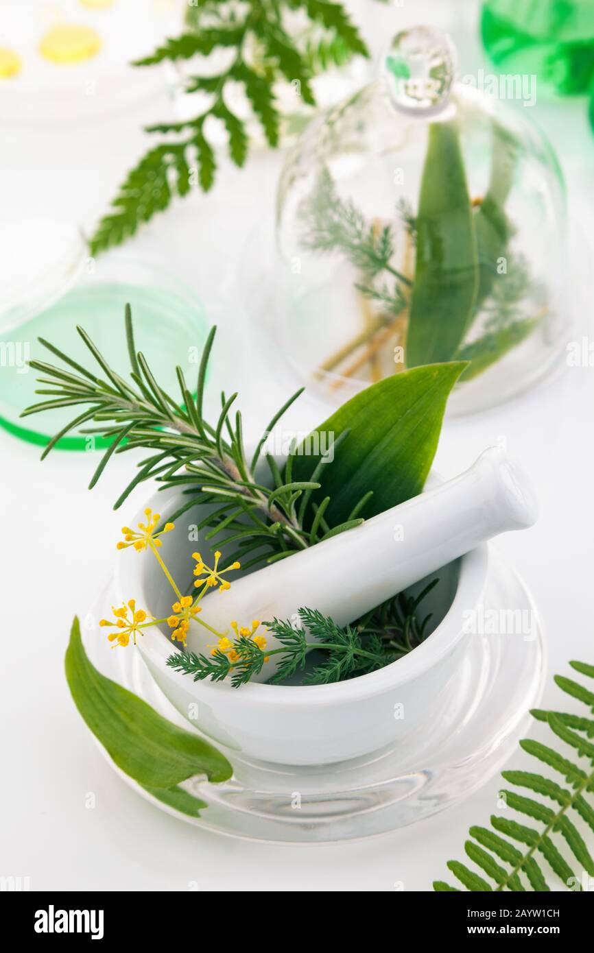 Mortier et pilon avec des herbes sur une table de laboratoire. Banque D'Images