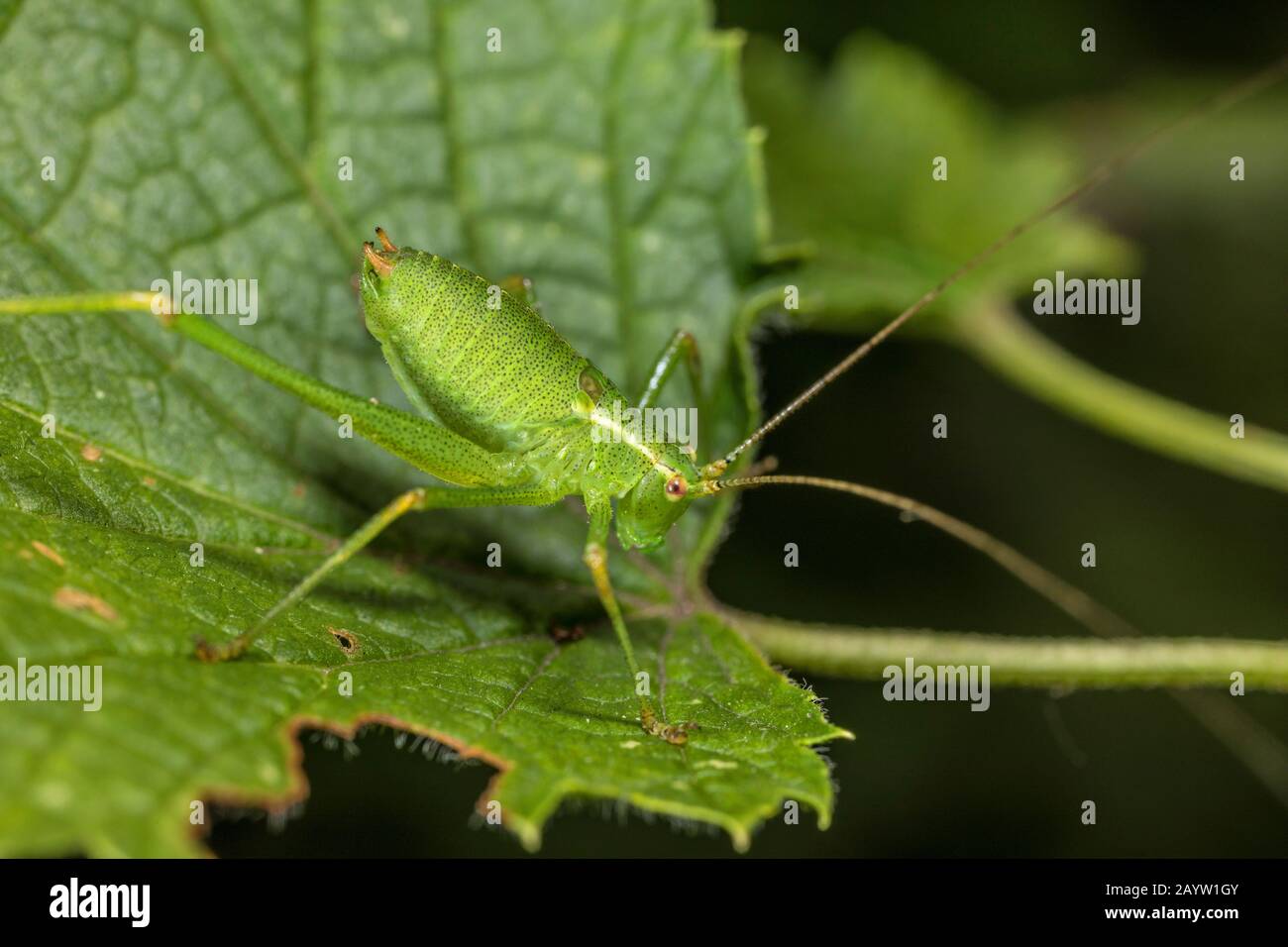 Cricket de brousse moucheté, cricket de brousse mouchetée (Leptophytes punctatissima), assis sur une feuille, vue latérale, Allemagne Banque D'Images