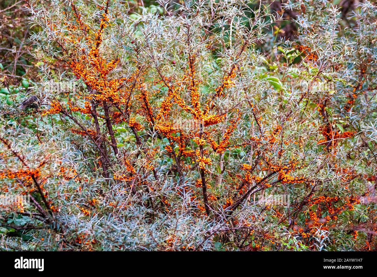 Argousier commun (Hippophae rhamnoides), avec baies mûres, Allemagne, Schleswig-Holstein, Heligoland Banque D'Images