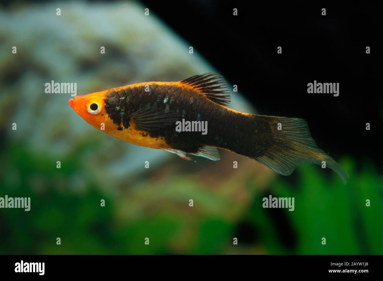 Platyfish méridional (Xiphophophorus maculatus), forme de reproduction Pinsel Banque D'Images