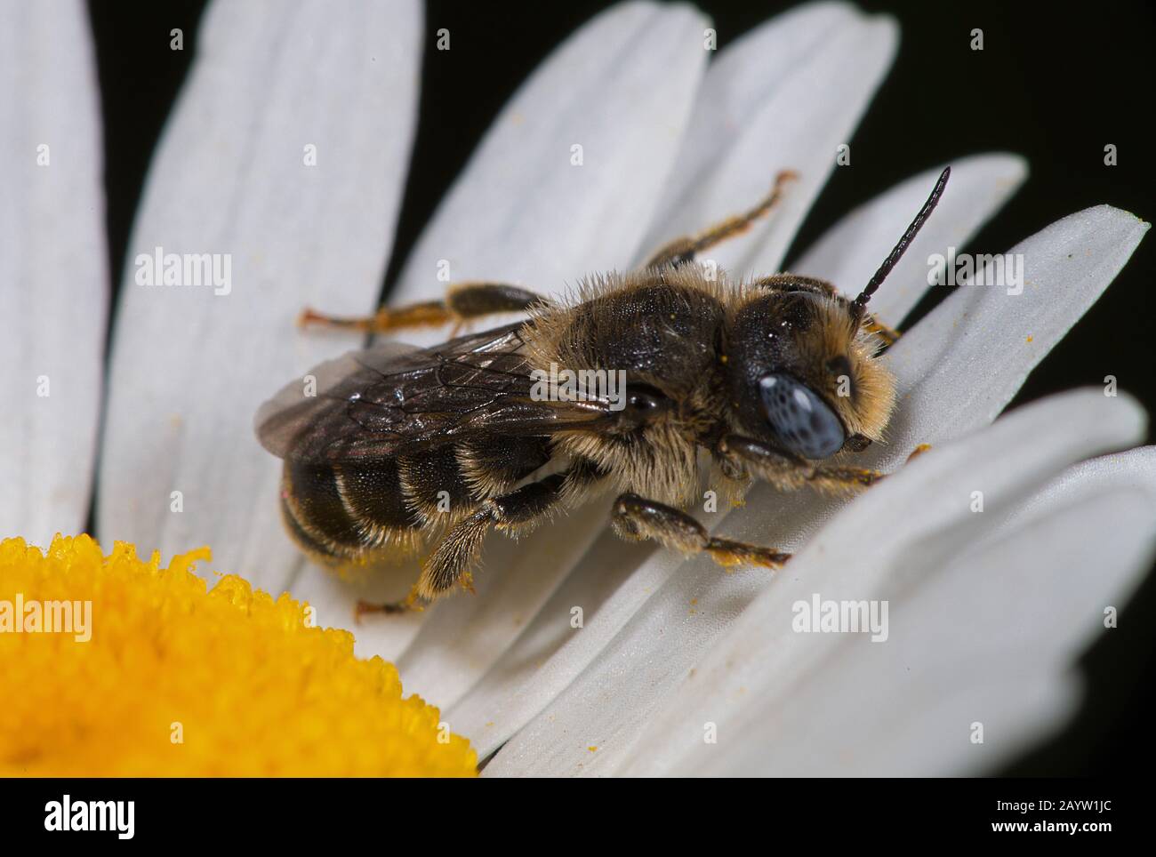 Il y a du Mason-bee (Osmia spinulosa), sur la Marguerite, en Allemagne Banque D'Images