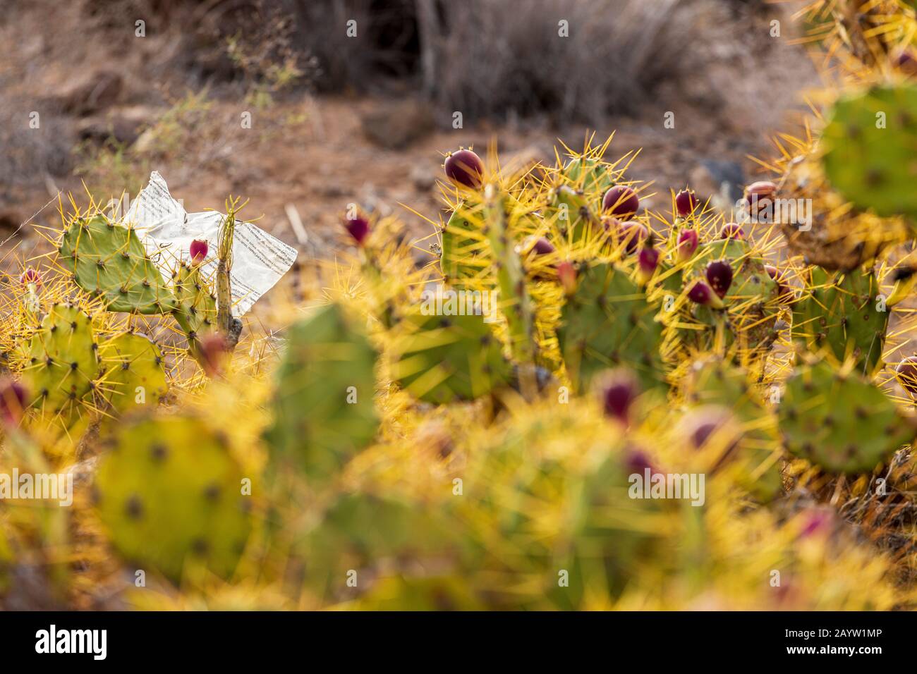 Déchets de papier pris sur les pics d'un cactus de poire pirickly à Tenerife, îles Canaries, Espagne Banque D'Images