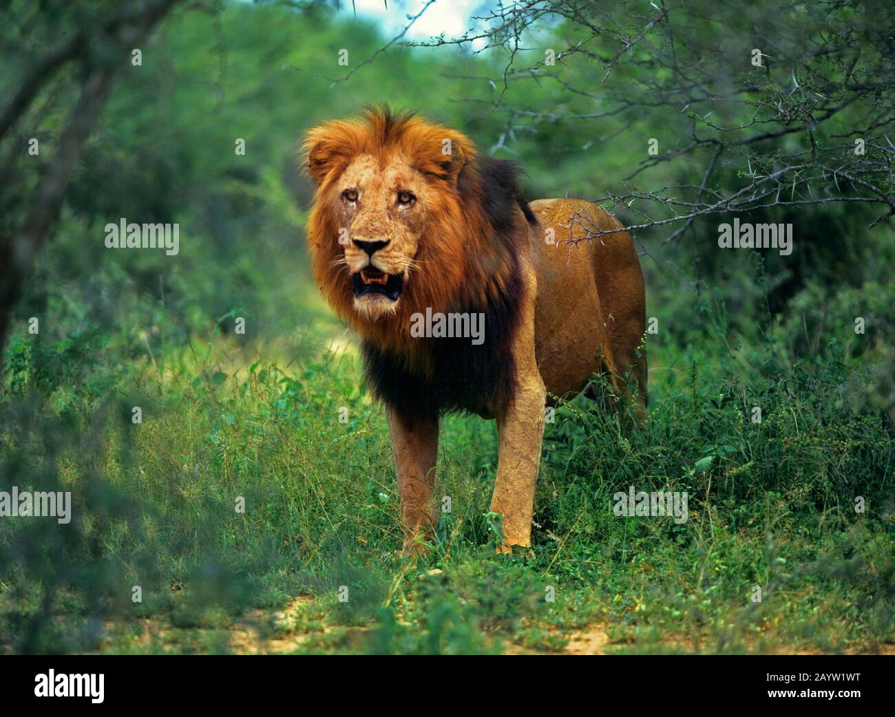 Lion (Panthera leo), lion masculin debout dans le shrubland, vue de face, Afrique Banque D'Images