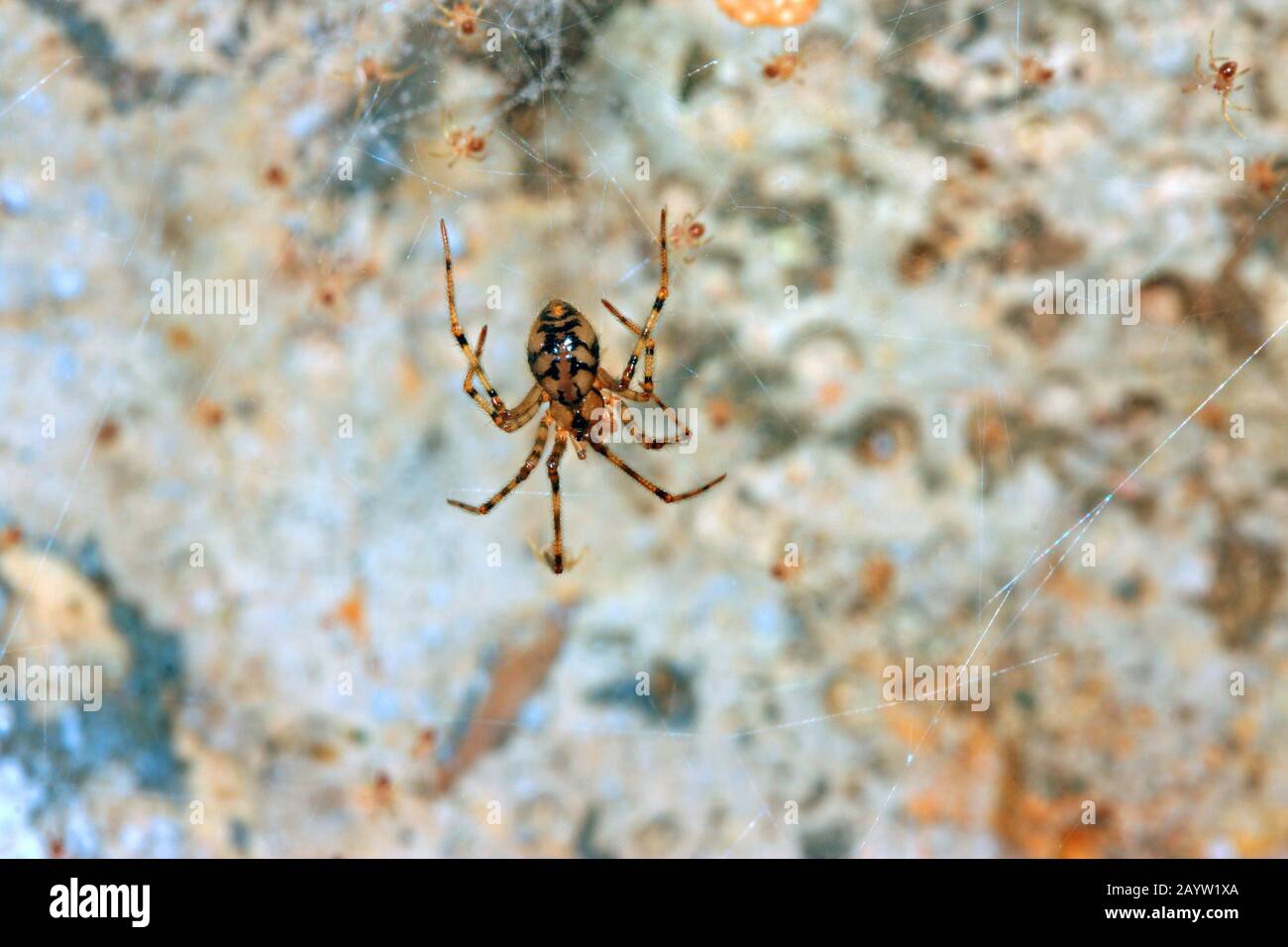 Araignée cellulaire à pattes de peigne (Nesticus cellulanus), dans son ossamer avec de jeunes araignées, Allemagne Banque D'Images