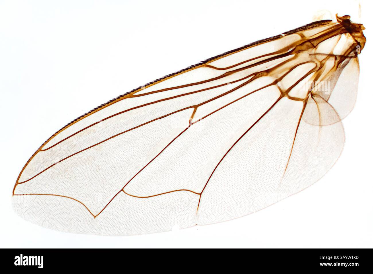 Mouche de maison (Musca domestica), aile d'une mouche de maison, photo de microscope, Allemagne Banque D'Images