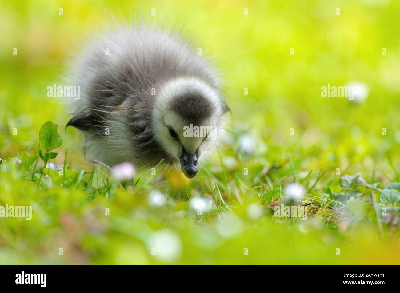 Bernache de Barnacle (Branta leucopsis), goslingue sur les aliments du bétail, Allemagne, Rhénanie-du-Nord-Westphalie Banque D'Images