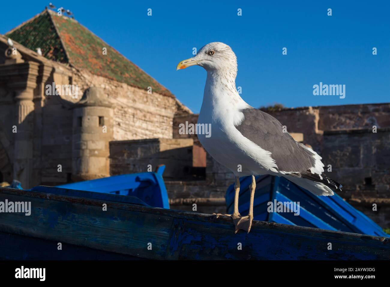Seagull debout sur un bateau bleu traditionnel dans le port. Bâtiment de la forteresse médiévale en arrière-plan. Ciel bleu clair du matin. Essaouira, Moro Banque D'Images