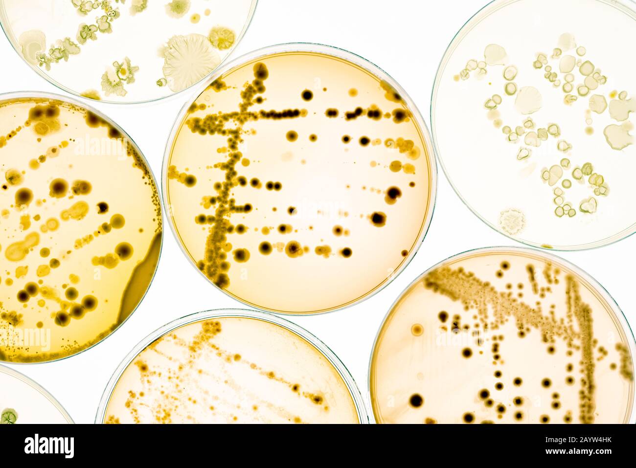 Culture De Bactéries dans Les Boîtes de Petri sur gel de gélose expérience scientifique. Banque D'Images