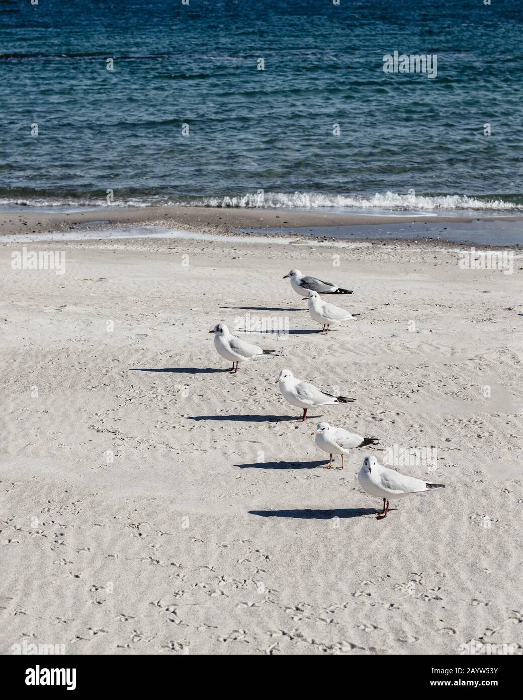 Des mouettes sur la plage de la mer Noire. Mise au point sélective. Banque D'Images