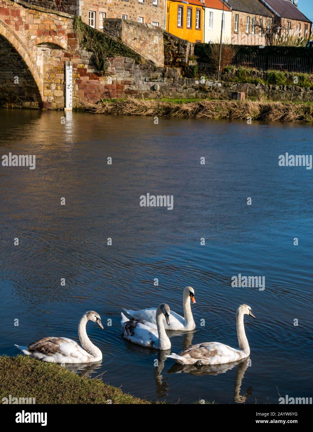 River Tyne, Haddington, East Lothian, Écosse, Royaume-Uni, 17 Février 2020. Royaume-Uni Météo: Le soleil brille sur la rive du pont Nungate avec le niveau d'eau après de récentes fortes pluies indiquées par le marqueur d'inondation. Une famille de cygnes et de cygnets nagent dans la rivière qui se reflète dans l'eau Banque D'Images