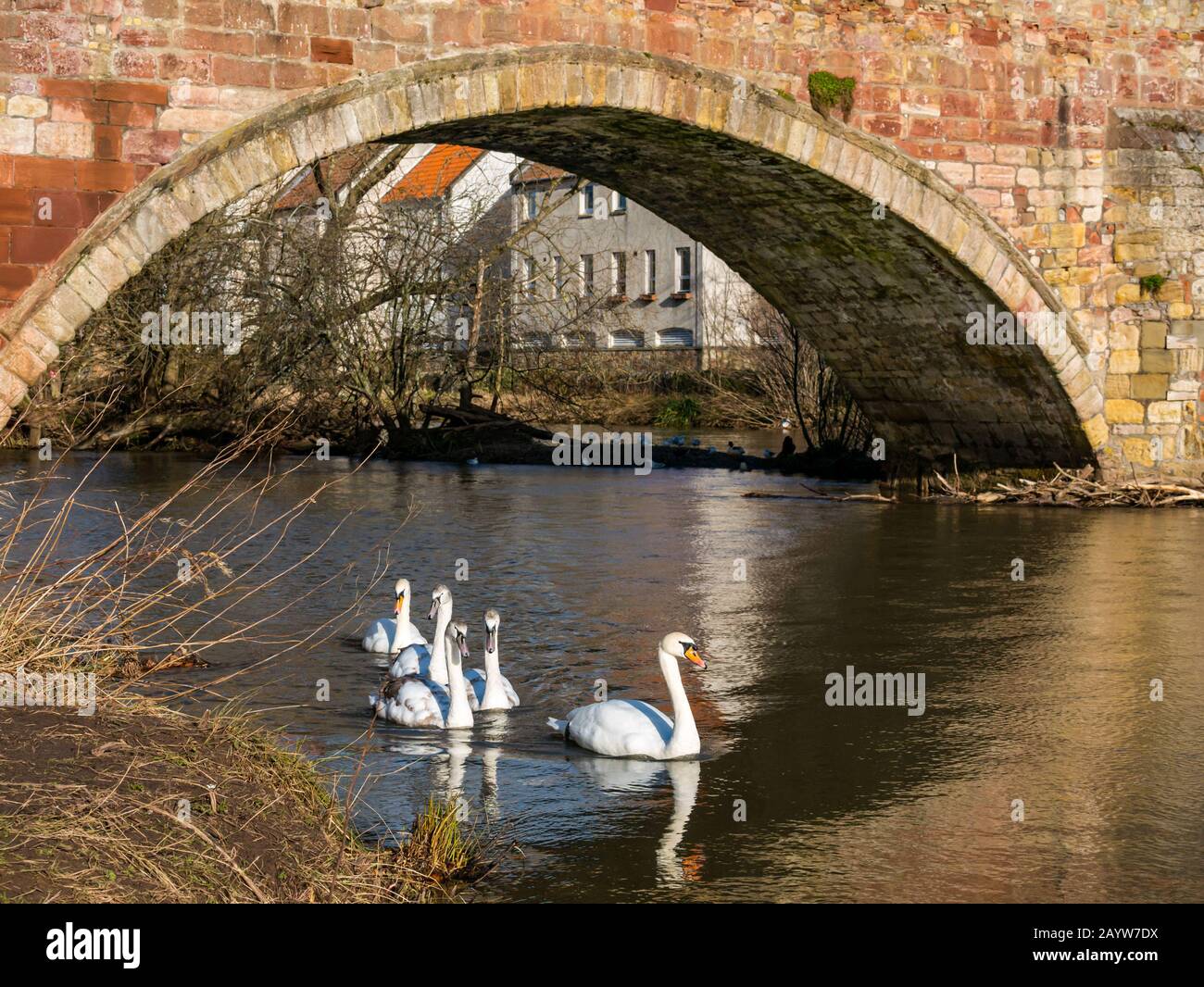 River Tyne, Haddington, East Lothian, Écosse, Royaume-Uni, 17 Février 2020. Royaume-Uni Météo: Le soleil brille sur la rive du pont Nungate avec le niveau d'eau après de récentes fortes pluies indiquées par le marqueur d'inondation. Une famille de cygnes et de cygnets nagent dans la rivière qui se reflète dans l'eau Banque D'Images