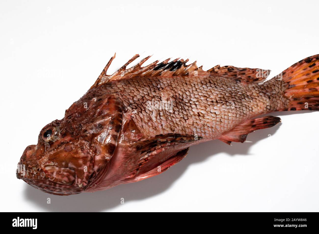 Scorpionfish rouge, mer Adriatique, Croatie Banque D'Images