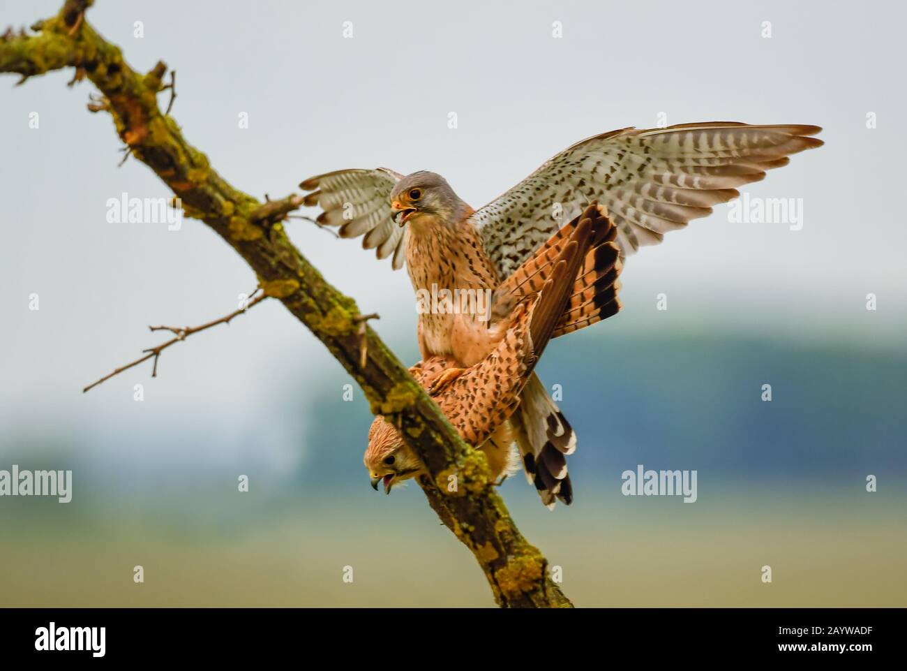 Kestrel eurasien - Falco tinnunculus, magnifique oiseau de proie de la forêt européenne et asiatique, Hortobagy, Hongrie. Banque D'Images