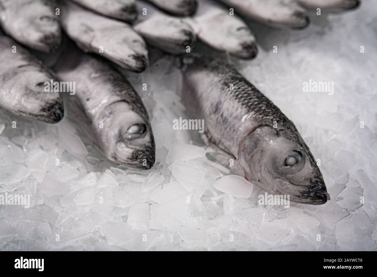 Gros plan de sprat congelé plié sur la glace. Marché du poisson. Production  de poisson biologique Photo Stock - Alamy