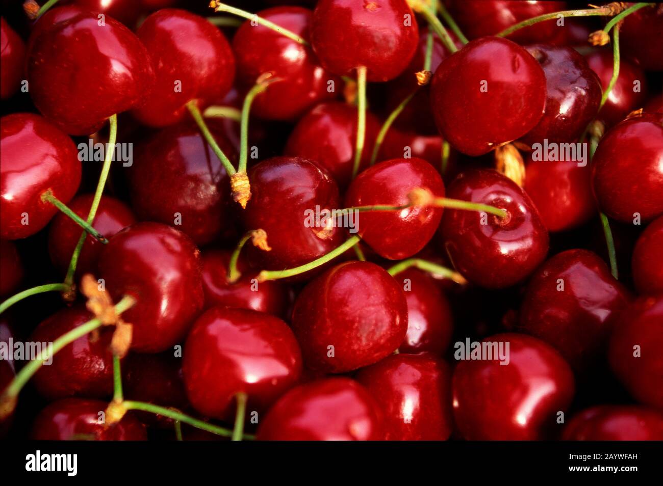 Cerises en Provence, France Banque D'Images