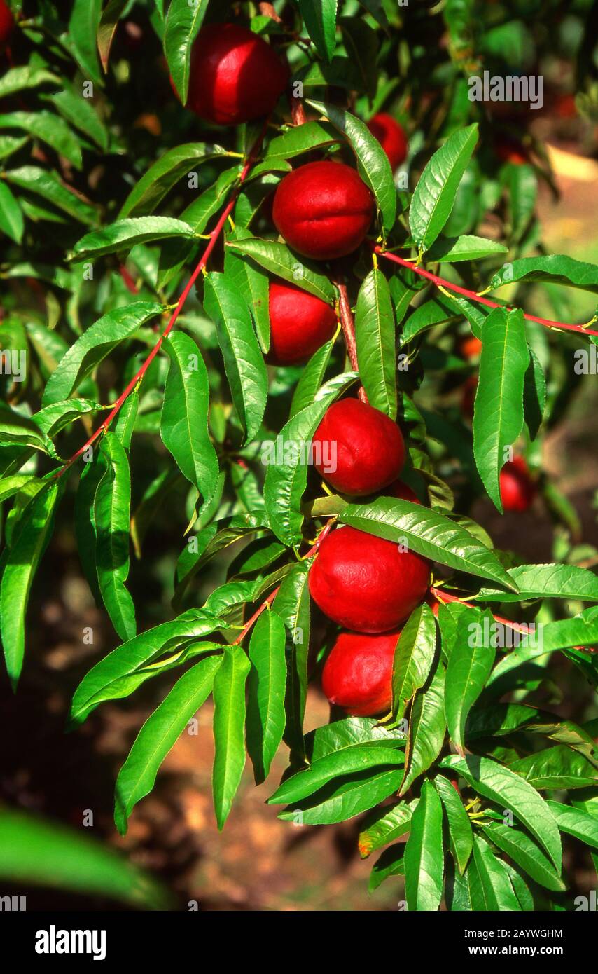 Nectarine orchard Banque de photographies et d’images à haute